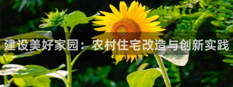 NG体育理财logo